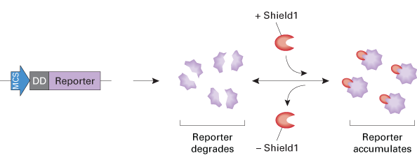 Ligand-dependent, targeted, and reversible fluorescent protein reporter stabilization