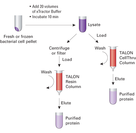 Cell Lysis Buffer Reagent For Protein