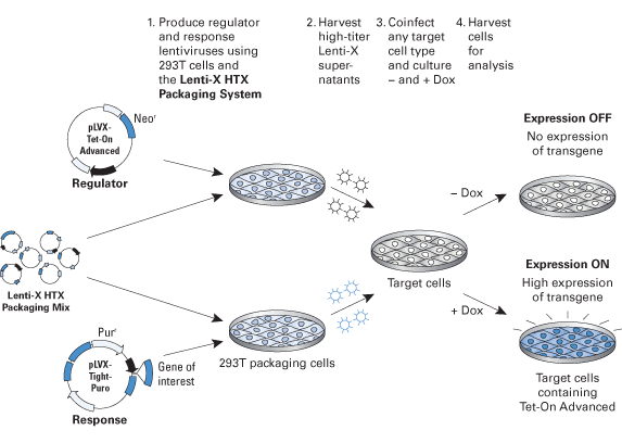 Protocol schematic for creating a tetracycline-inducible lentivirus system