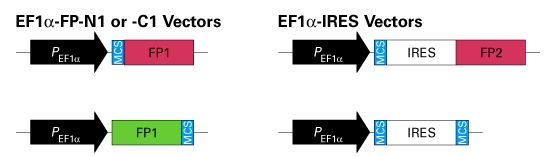 Map schematic of the plasmid choices that are available carrying the EF1-alpha promoter