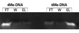 Highly sensitive methylated DNA enrichment