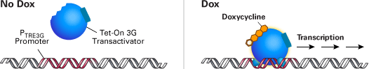 The Tet-On 3G systems allow inducible gene expression only in the presence of doxycycline (Dox)