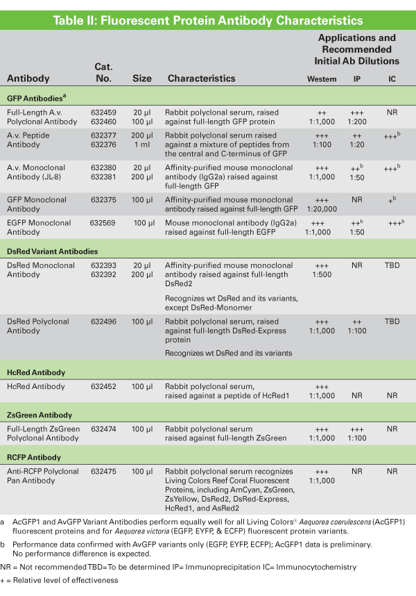 Living Colors Fluorescent Protein antibody sources and dilutions for western blot, immunoprecipitation (IP) and immunocytochemistry (IC)