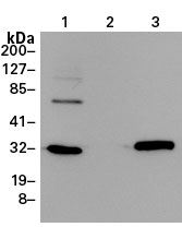 The EGFP Monoclonal Antibody, for the detection of enhanced GFP