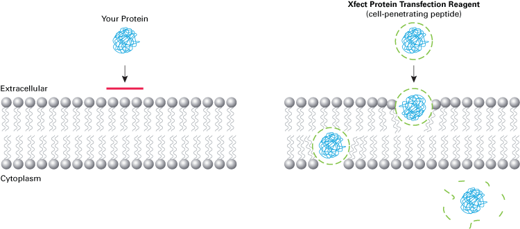 Simple, rapid protein transfection with Xfect Protein Transfection Reagent