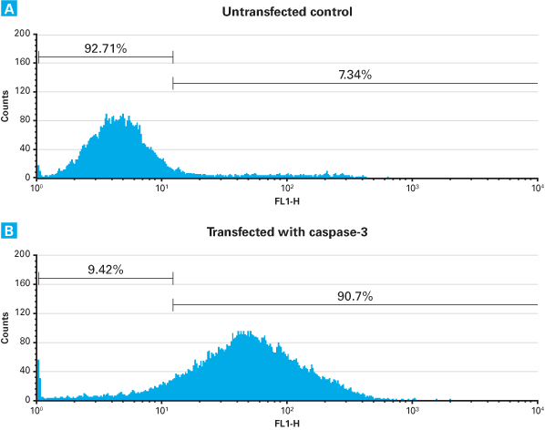 How fast is direct protein transfection?