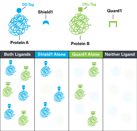 Rapid and independent control of two proteins