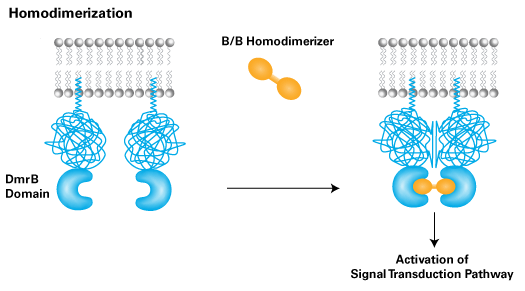 Activation of a signal transduction pathway through dimerization of a cell surface receptor protein