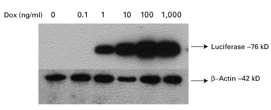 Inducible expression of luciferase using transduced lentivirus