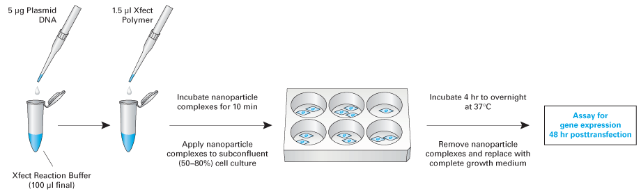 The simple Xfect Transfection Reagent protocol is completely serum-compatible