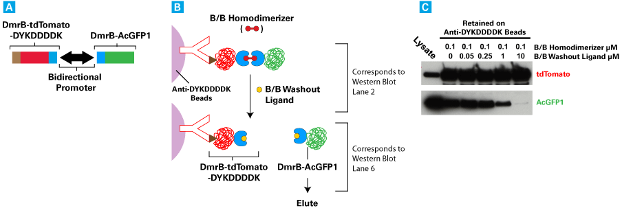 B/B Washout Ligand releases B/B Homodimerizer-induced interactions