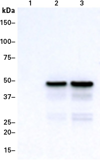 Western blot detection of a DmrB-tagged protein using the DmrB Monoclonal Antibody (Cat.No. 635090)