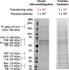 Comparison of the purity of lentiviruses generated with Vectalys’ method or a classic purification method