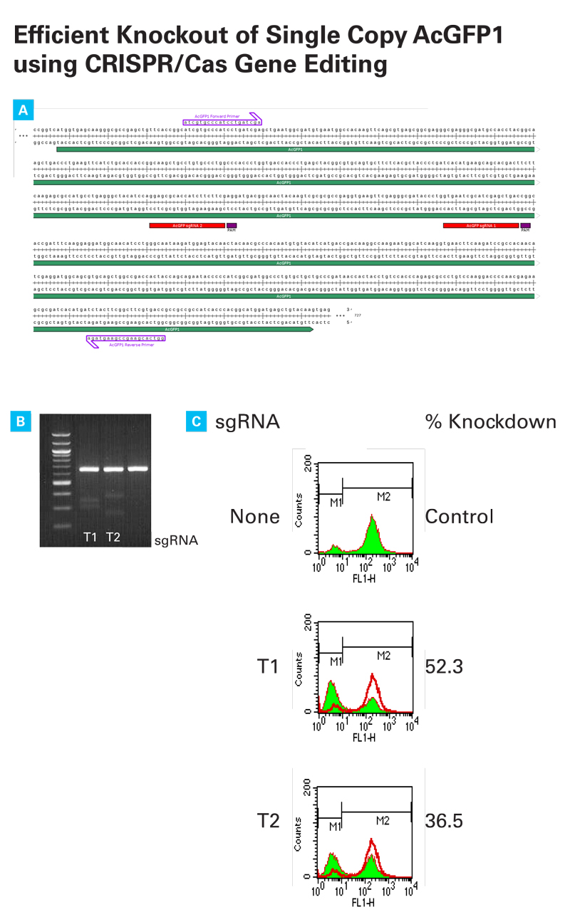 Successful knockout of AcGFP1 in HT1080 cells using the CRISPR/Cas9 system