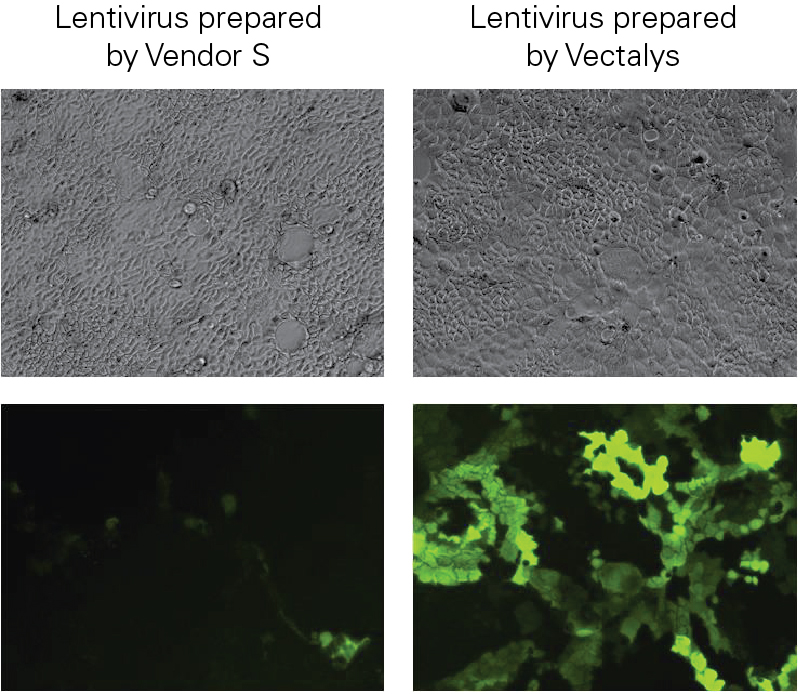 Not all titers are the same! Comparison of cells transduced with 100 M