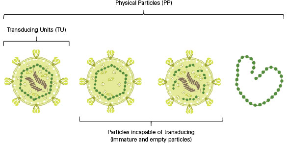 What is a functional titer? Most vendors of ready-made viral particles determine their titers using a simple particle count