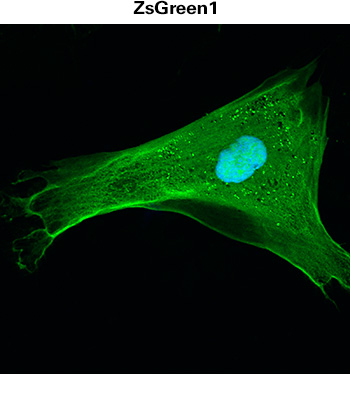 Whole-cell labeling using Clontech's ZsGreen1 fluorescent protein delivered using premade lentivirus (Cat. # 0010VCT rLV.EF1.ZsGreen1-9); nucleus is stained using DAPI. ZsGreen1 is 2.5X brighter than EGFP