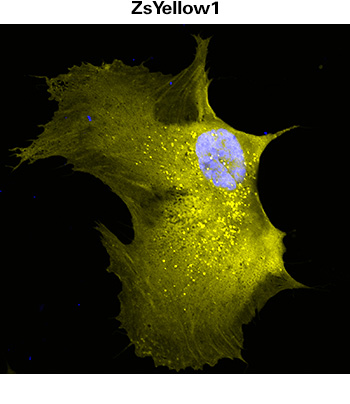 Mammalian cells transduced with lentivirus (Cat. # 0012VCT rLV.EF1.ZsYellow1-9) expressing ZsYellow1 fluorescent protein