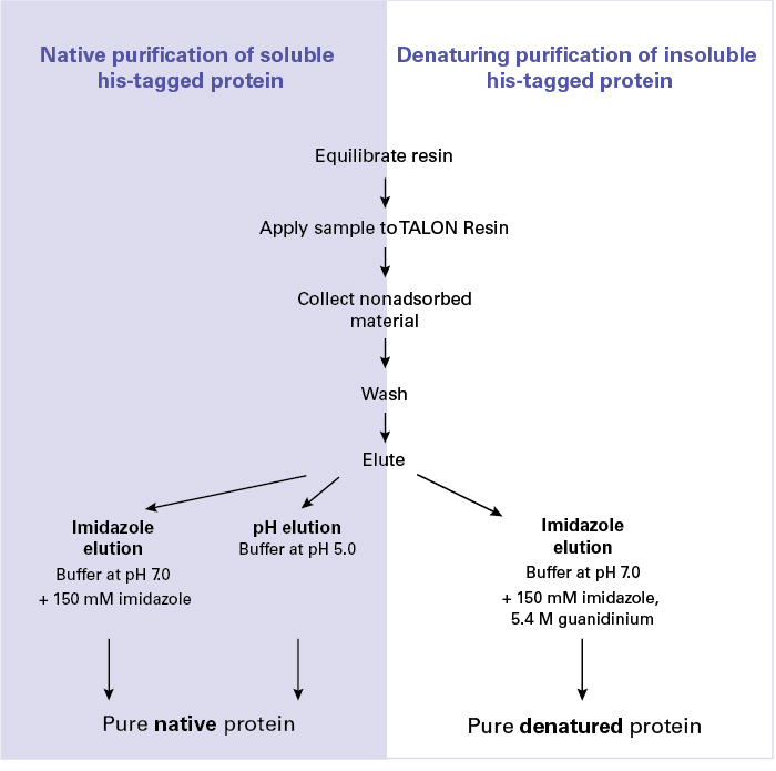 Native vs. denaturing purification procedures using TALON resin