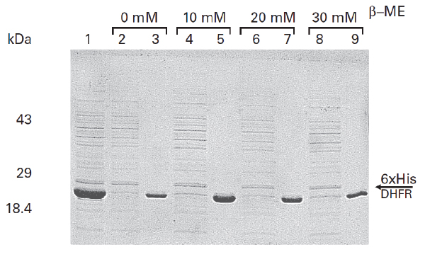 Native purification of 6xHis protein using TALON resin in the presence of beta-mercaptoethanol