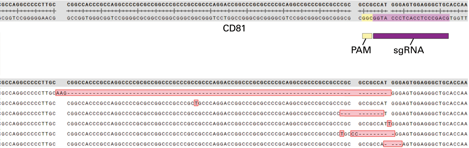 Identification of insertions and deletions (indels) in the CD81 gene after CRISPR/Cas9 targeting