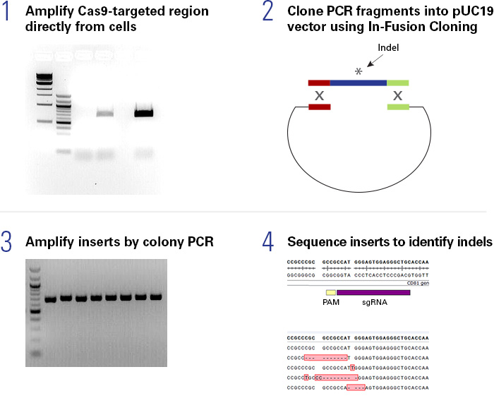 The Guide-it Indel Identification Kit provides a complete workflow for identifying the variety of insertions and deletions (indels) introduced by nuclease-based genome editing