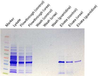 Purification of GFPuv under native and denaturing conditions