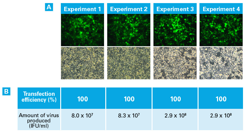 Consistent, high-efficiency transfections lead to high titers