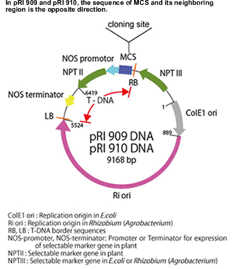 Vector map for pRI909 and pRI910