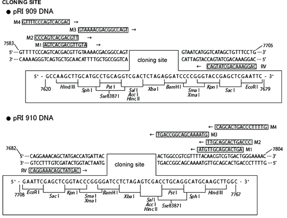 MCS sequence for pRI909 and pRI910 vectors