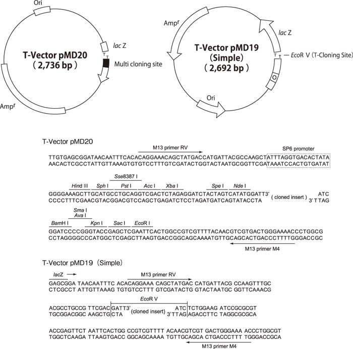 pMD19 (Simple) and pMD20 vector maps