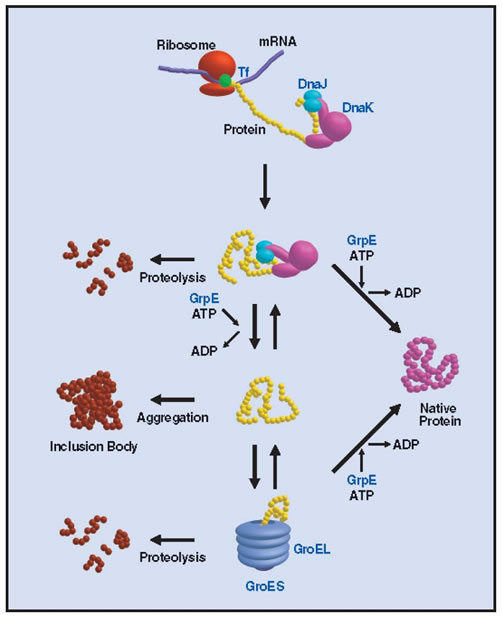 Possible Model for Chaperone-Assisted Protein Folding in E. coli