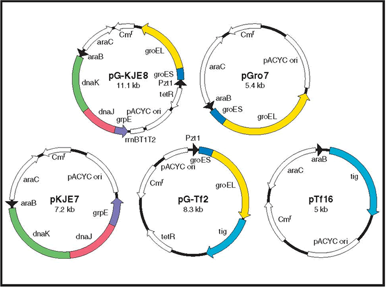 Vector maps of Takara Bio's chaperone plasmids