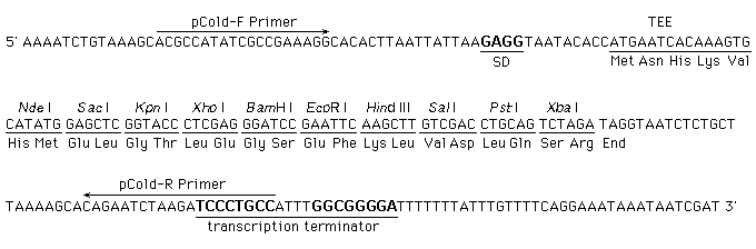 Multiple cloning site of pCold III DNA (Cat.# 3363)