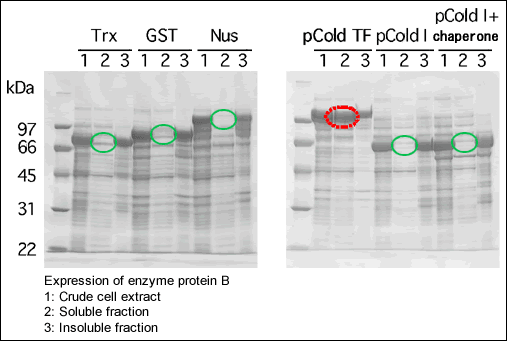Improved solubility of recombinant proteins with the pCold TF DNA Vector.
