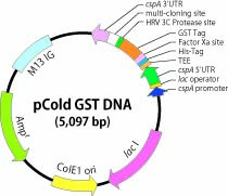 pCold GST DNA Vector Map 