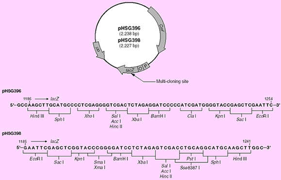 Chloramphenicol-resistant pUC vectors pHSG396 and pHSG398