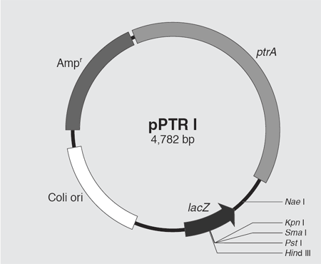 Vector map of pPTR I