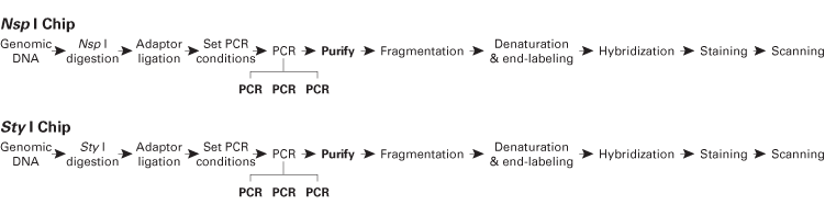 Overview of the GeneChip Mapping 500K Assay
