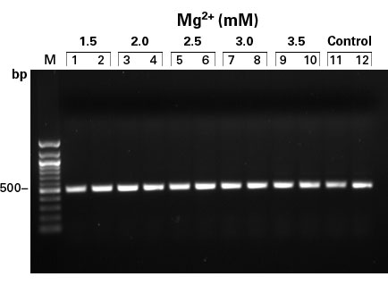 TITANIUM Taq is active over a wide range of Mg2+ concentrations