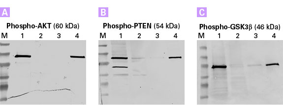 Highly effective enrichment of phosphorylated proteins