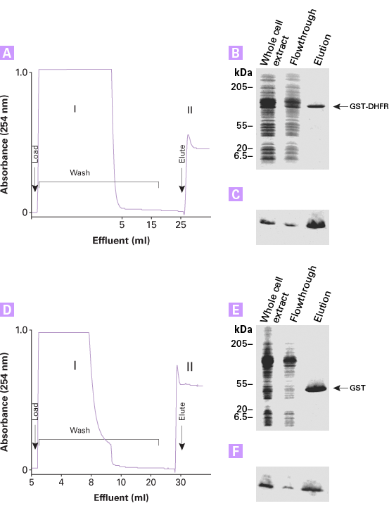 GST-tagged protein purification from whole cell extracts