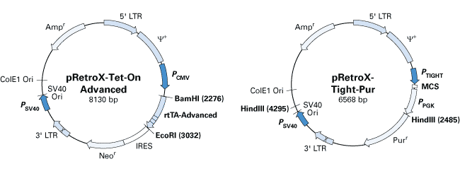 Each Retro-X Tet-Advanced system consists of two retroviral vectors