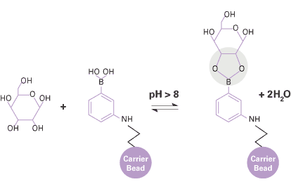 Molecular mechanism of saccharide binding to Glycoprotein Enrichment Resin