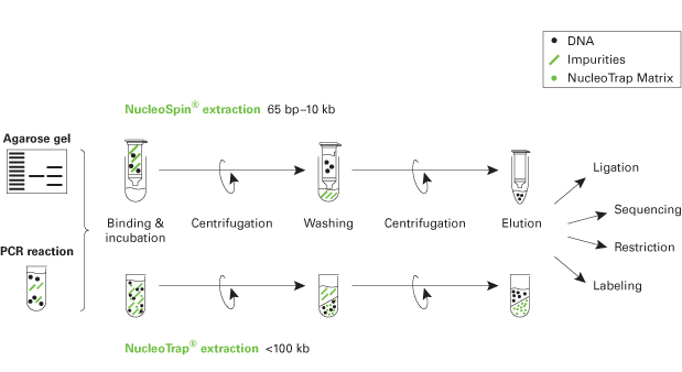 Schematic of the NucleoSpin and NucleoTrap extraction protocols for isolation of DNA fragments from agarose gels or PCR mixes