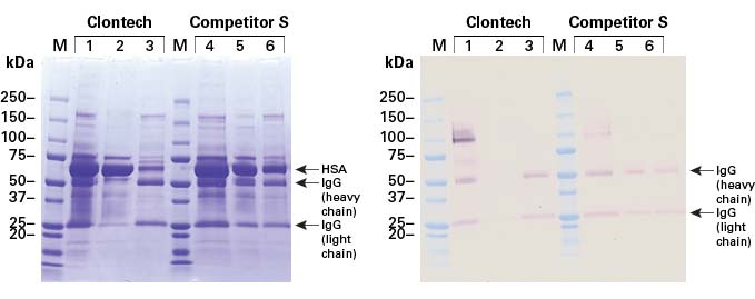 SDS-PAGE and Western blot analysis of Clontech’s Glycoprotein Enrichment Resin column fractions demonstrate more effective glycoprotein enrichment than a competitor’s resin