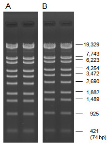 Analysis of a restriction digest using PrimeGel Agarose LE 1–20K and PrimeGel Agarose LE 1–20K GAT