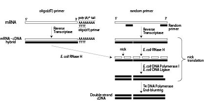 Double-stranded cDNA synthesis using either oligo(dT) or random primers