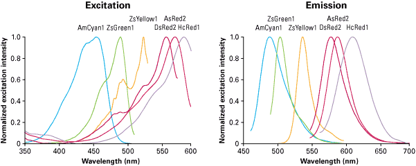 Excitation and emission spectra of reef coral fluorescent proteins AmCyan1, ZsGreen1, ZsYellow1, DsRed2, AsRed2, and HcRed1