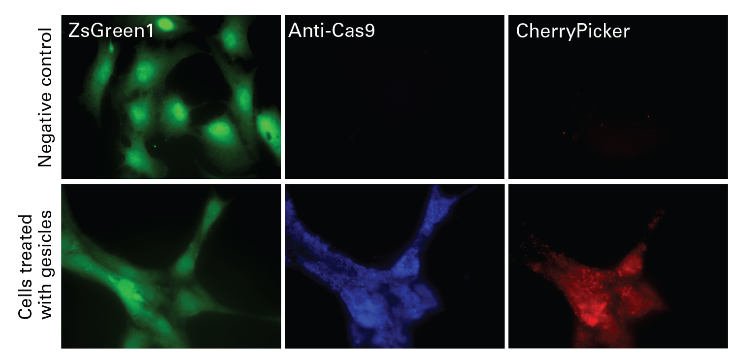 Cas9 protein delivery in culture cells